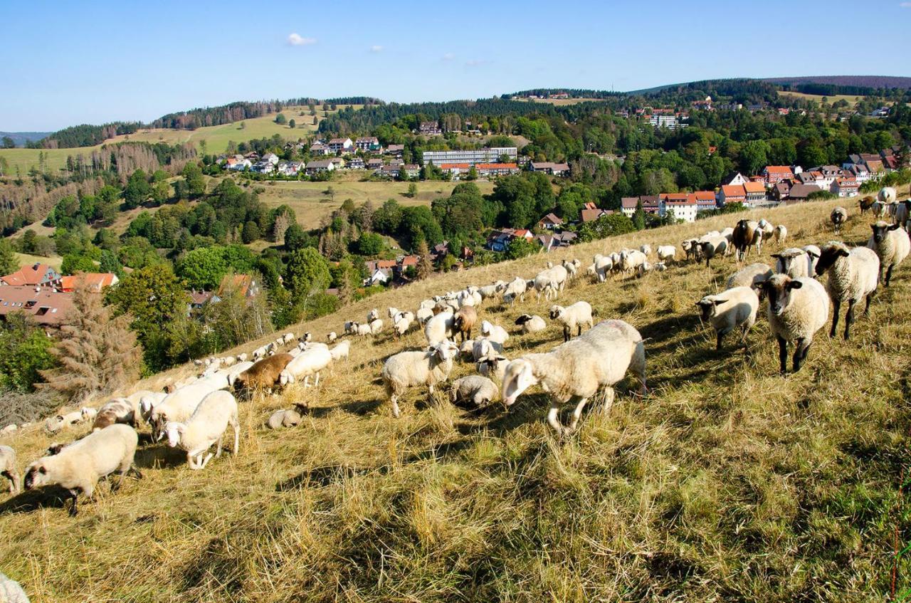 Gaestehaus Harzluft / Gruppenferienhaus Sankt Andreasberg Zewnętrze zdjęcie